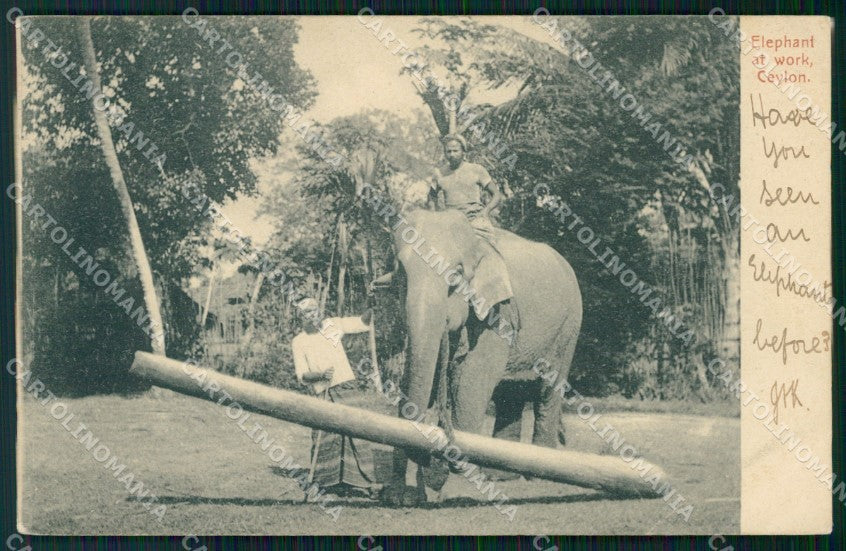 Sri Lanka Ceylon Ethnic Types Elephant CORNER CREASED postcard XP3498 – fronte
