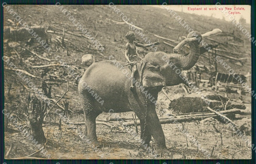 Sri Lanka Ceylon Ethnic Types Elephant postcard XP3502 – fronte