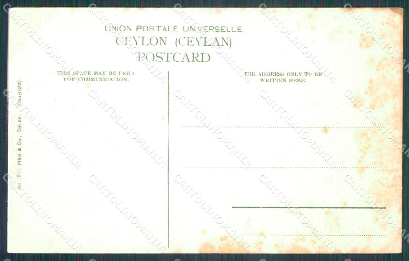 Sri Lanka Ceylon Ethnic Types Elephant postcard XP3502 – retro
