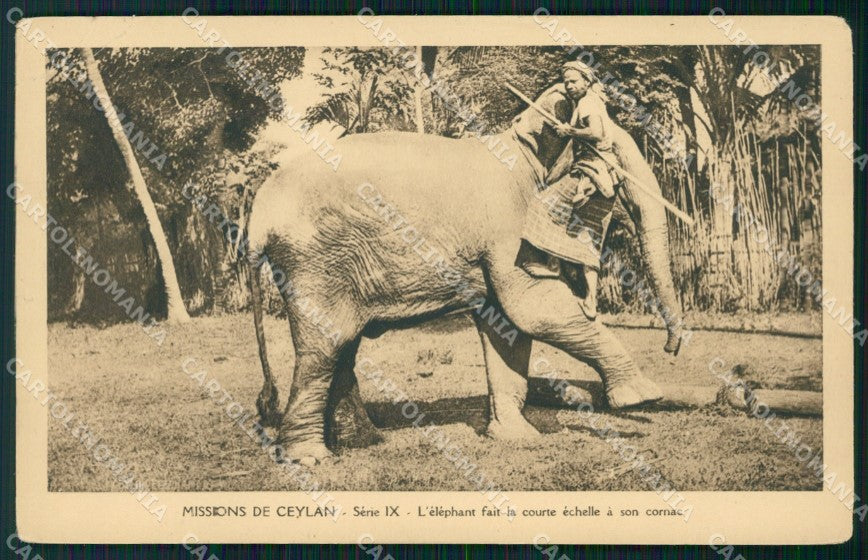 Sri Lanka Ceylon Ethnic Types Elephant postcard XP3503 – fronte