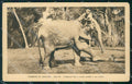 Sri Lanka Ceylon Ethnic Types Elephant postcard XP3503 – fronte