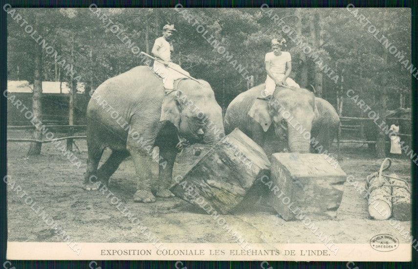 Germany Dresda ? Exposition Coloniale Inde Elephant CREASED postcard XP3504 – fronte