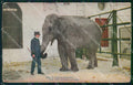 NY New York Zoological Park Elephant postcard XP3507 – fronte
