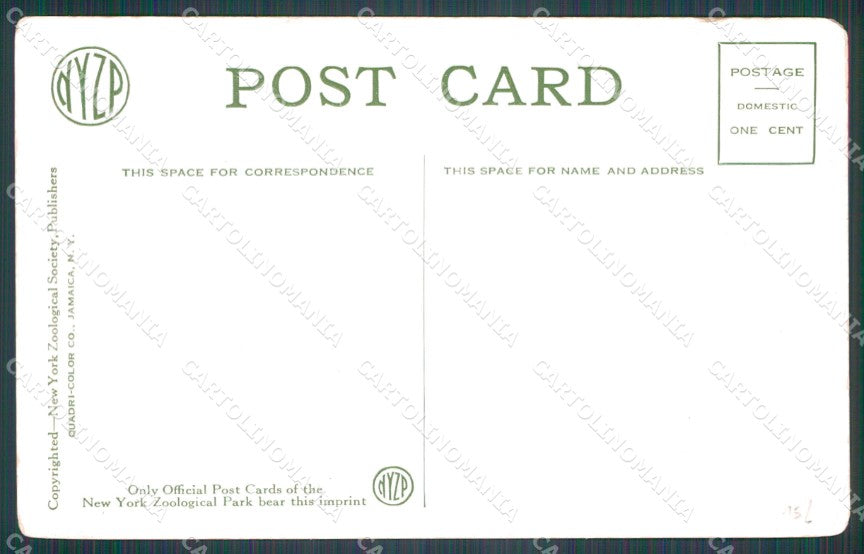 NY New York Zoological Park Elephant postcard XP3507 – retro