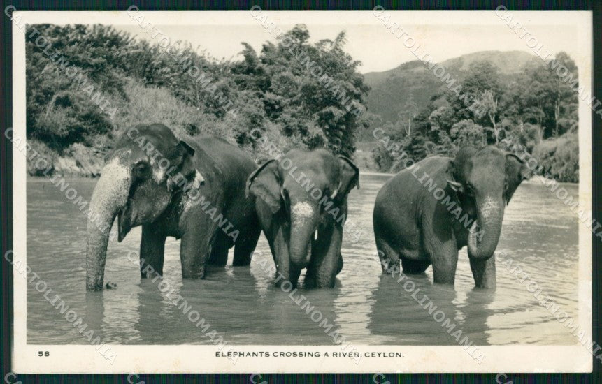 Sri Lanka Ceylon Ethnic Types Elephant RPPC postcard XP3508 – fronte