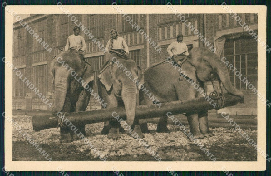 Germany Circus Willy Hagenbeck Elephant postcard XP3509 – fronte