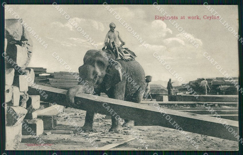 Sri Lanka Ceylon Ethnic Types Elephant at Work postcard XP3511 – fronte