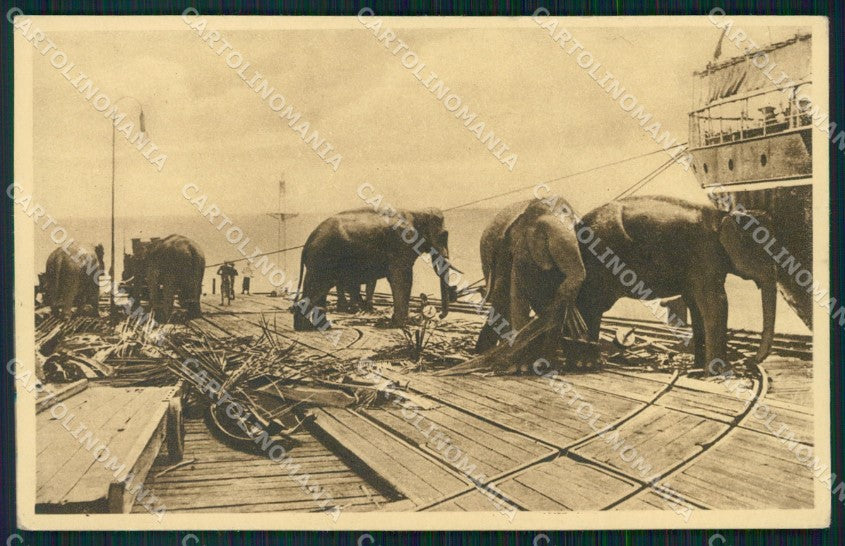 India Elephant Mission postcard XP3512 – fronte