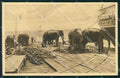 India Elephant Mission postcard XP3512 – fronte