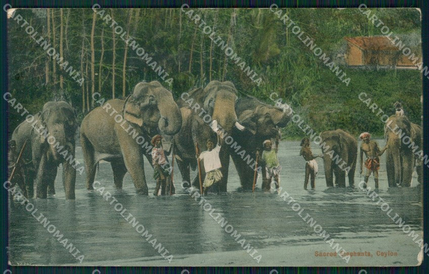Sri Lanka Ceylon Ethnic Types Elephant ABRADED postcard XP3513 – fronte