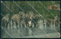 Sri Lanka Ceylon Ethnic Types Elephant ABRADED postcard XP3513 – fronte