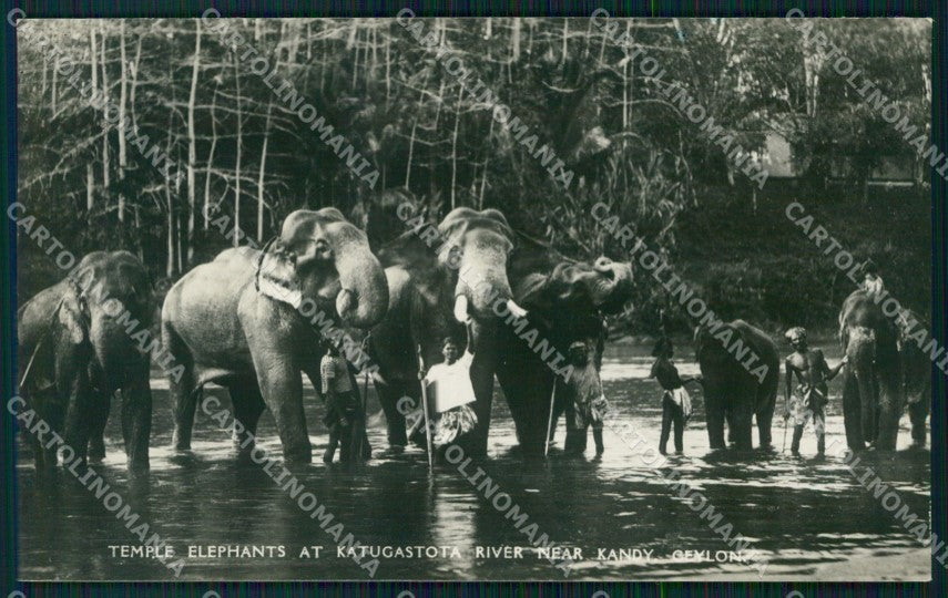 Sri Lanka Ceylon Ethnic Types Elephant RPPC postcard XP3515 – fronte