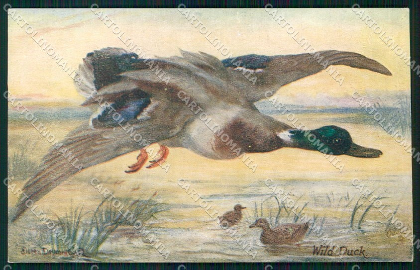 Artist Signed Drummond British Game Birds Oilette 9524 cartolina XP7810 – fronte