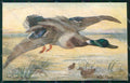 Artist Signed Drummond British Game Birds Oilette 9524 cartolina XP7810 – fronte