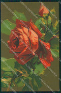 Artist Signed Flowers Roses Velvet cartolina XP8918 – fronte