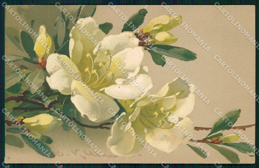 Artist Signed Catharina Klein Flowers Meissner Buch serie 1967 cartolina XP8950 – fronte