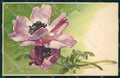 Artist Signed Catharina Klein Flowers Meissner Buch serie 1447 cartolina XP8963 – fronte