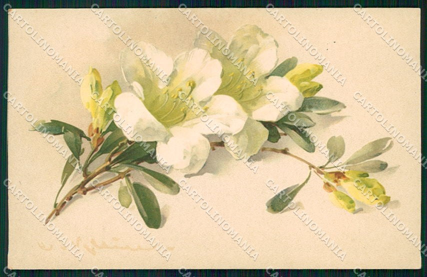 Artist Signed Catharina Klein Flowers Dondorf serie 570 cartolina XP8964 – fronte