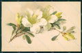 Artist Signed Catharina Klein Flowers Dondorf serie 570 cartolina XP8964 – fronte