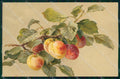 Artist Signed Catharina Klein Fruit Dondorf serie 133 cartolina XP8977 – fronte