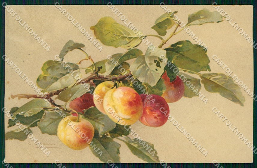 Artist Signed Catharina Klein Fruit Dondorf serie 133 cartolina XP8977 – fronte