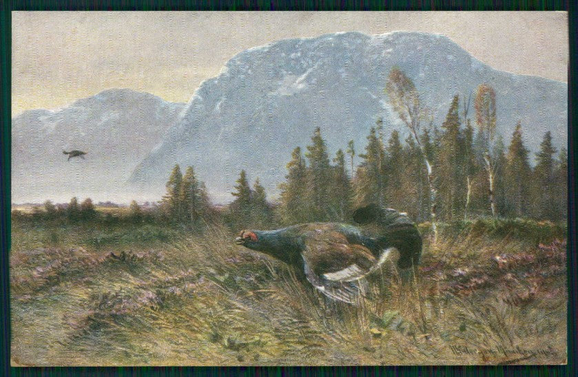 Artist Signed August Muller Hunt Tetraonidi serie 844 cartolina XP9630 – fronte