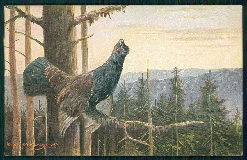Artist Signed August Muller Hunt Tetraonidi serie 844 cartolina XP9631 – fronte