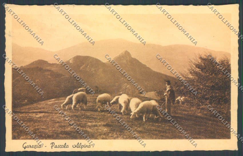 Cuneo Garessio Pecora cartolina ZB2556 – fronte