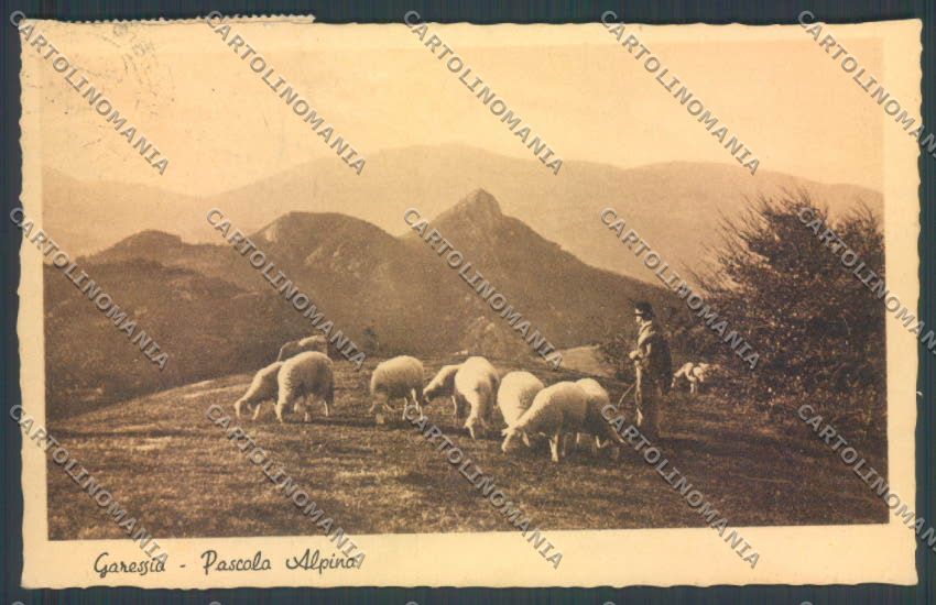 Cuneo Garessio Pecora cartolina ZB2557 – fronte