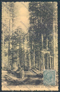 Pistoia Boscolungo cartolina ZB4539 – fronte