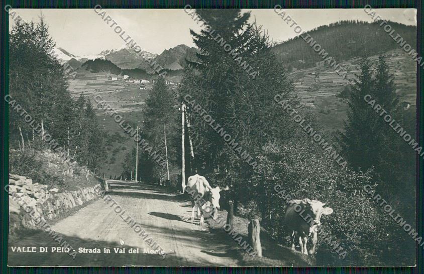 Trento Valle di Pejo Foto cartolina ZC2969 – fronte