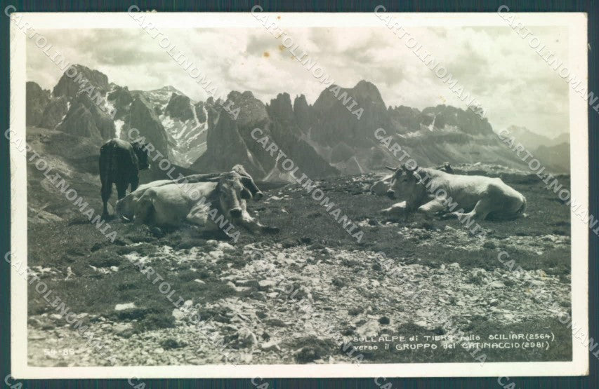 Bolzano Tires Alpe di Mucche Pascolo Foto cartolina ZC4563 – fronte