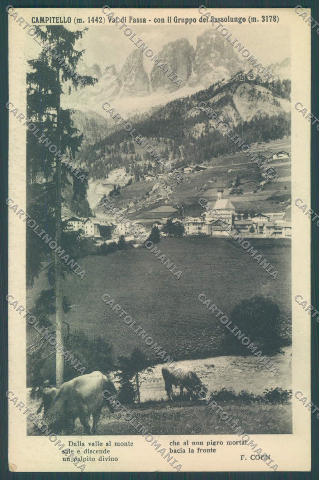 Trento Campitello di Fassa Sassolungo Mucche Coen cartolina ZC5556 – fronte