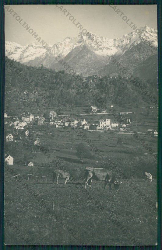Verbania Premia Valle Antigorio Pascolo Foto cartolina ZC5880 – fronte