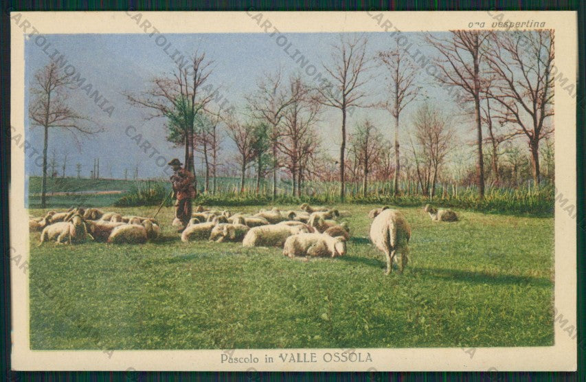 Verbania Val d'Ossola Pascolo cartolina ZC5906 – fronte