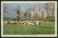 Verbania Val d'Ossola Pascolo cartolina ZC5906 – fronte