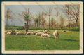 Verbania Valle Ossola Pascolo cartolina ZC6077 – fronte
