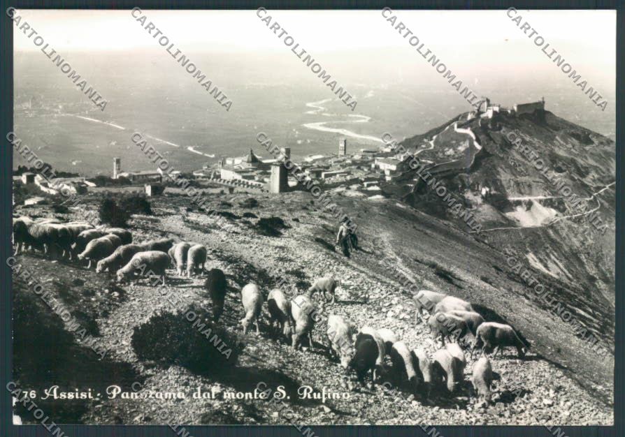 Perugia Assisi Pecore Foto FG cartolina ZF6054 – fronte