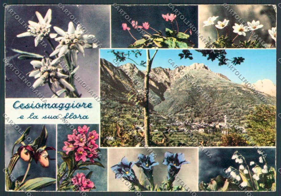 Belluno Cesio Maggiore Foto FG cartolina ZF6613 – fronte