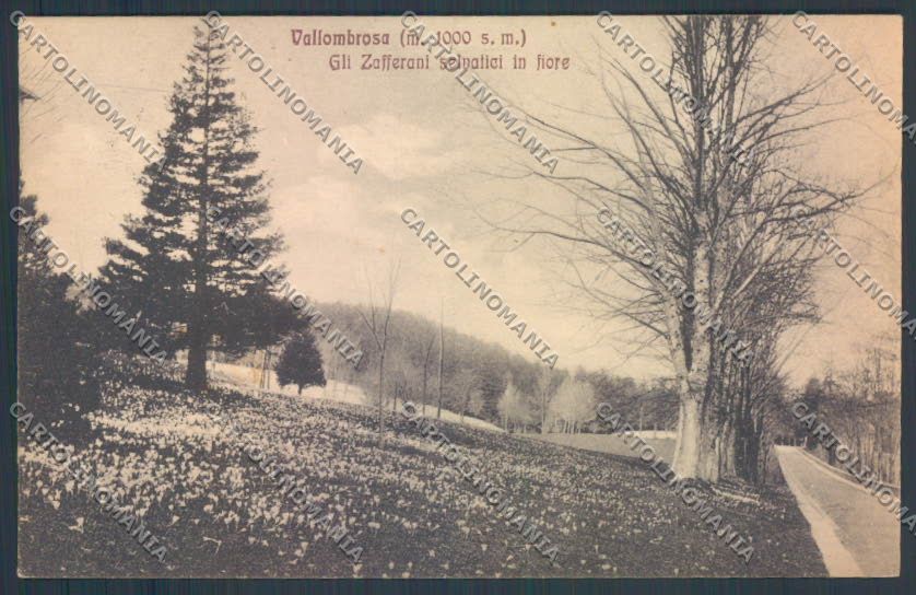 Firenze Reggello Vallombrosa cartolina ZG1147 – fronte