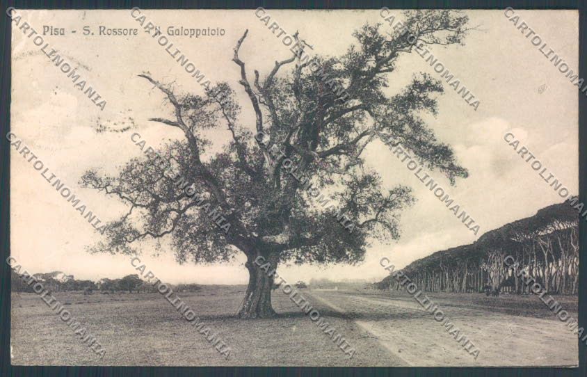 Pisa San Rossore cartolina ZG1704 – fronte