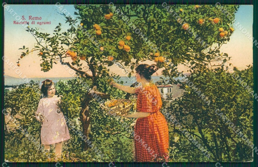 Imperia Sanremo Raccolta Agrumi Cartolina ZG2759 – fronte