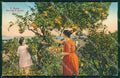 Imperia Sanremo Raccolta Agrumi Cartolina ZG2759 – fronte