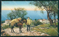 Imperia Sanremo Mulo Cartolina ZG2761 – fronte