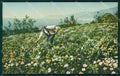 Imperia Sanremo Raccolta di Fiori Cartolina ZG2860 – fronte