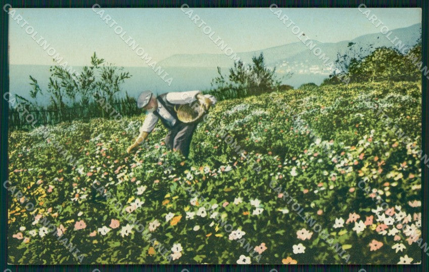 Imperia Sanremo Raccolta di Fiori Cartolina ZG2860 – fronte