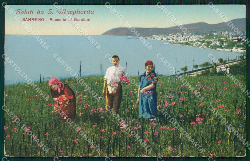 Imperia Sanremo Raccolta Garofani Cartolina ZG3166 – fronte