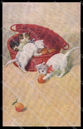 Artist Signed Sperlich Cat Gatto pc ZG4456 – fronte