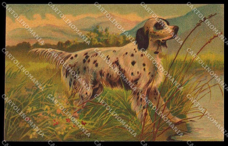 Artist Signed Norfini Hunting Dog Setter Velvet serie 1207pc ZG4493 – fronte