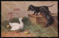Artist Signed Sperlich Dachshund Dog Bassotto serie 131 pc ZG4495 – fronte